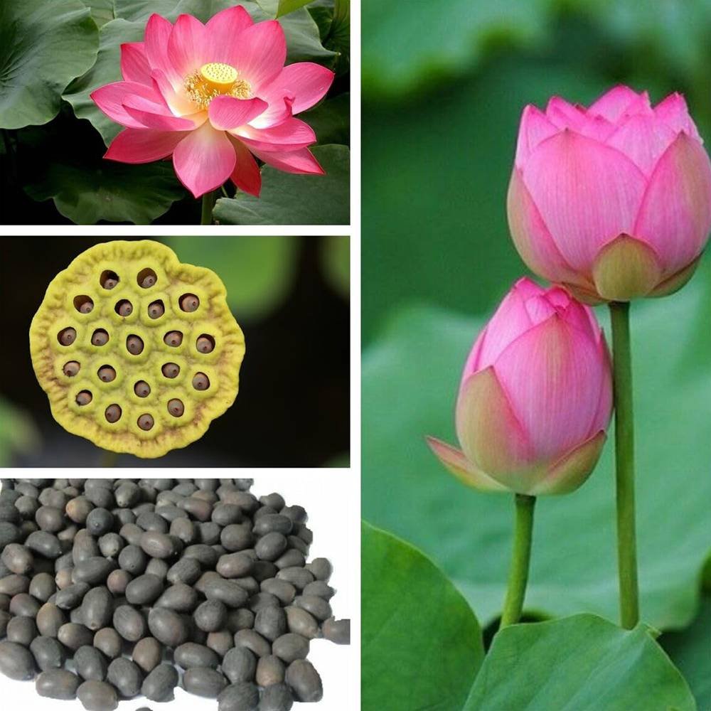 Lotus Seeds